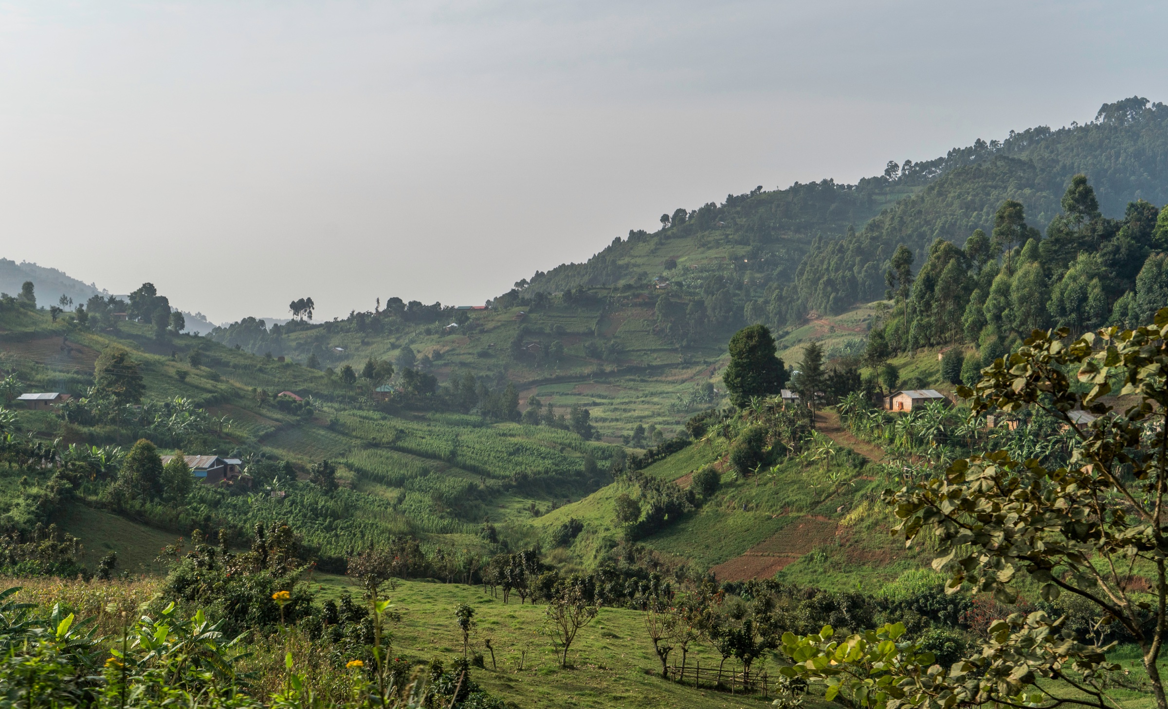 Cultivated green hills in rural Rwanda